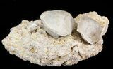 Fossil Paracrinoids (Platycystites) - Bromide Formation, Oklahoma #43796-2